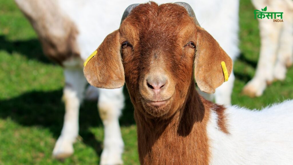 CIRG to Launch Mobile App That Measures Goat Weight Using AI and Photos CIRG to Launch Mobile App That Measures Goat Weight Using AI and Photos