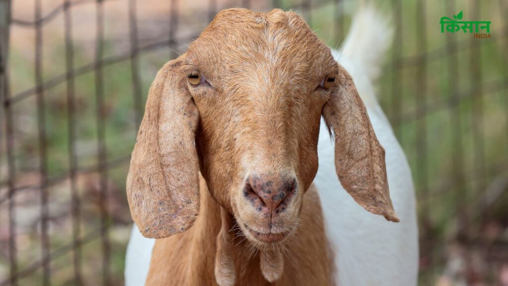 Goat Farming