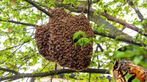 फसल उत्पादन बढ़ाने में मदद करेंगी बिना डंक वाली मधुमक्खियां, वैज्ञानिकों ने खोजी नई प्रजाति