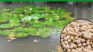 अब बिहार के पूर्वी चंपारण जिले में होगी मखाने की खेती, किसानों को दो किस्तों में मिलेगी सब्सिडी राशि