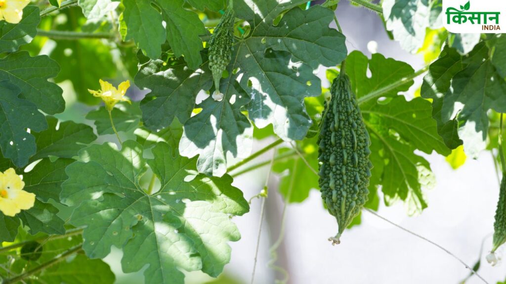 करेला एक बेल वाली सब्जी है और बारिश के मौसम में इसकी अच्छी पैदावार होती है. किचन गार्डन में इसे बेल पर उगाना आसान होता है और नियमित कटाई से ज्यादा फल मिलता है.