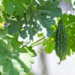 Bitter Gourd