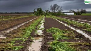 किसानों को बड़ी राहत, 17 हजार रुपये हेक्टेयर मिलेगा फसल नुकसान का मुआवजा