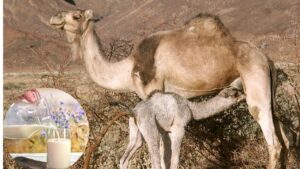 ना इंजेक्शन ना दवा..डायबिटीज से लेकर गठिया के इलाज में मददगार बना ऊंटनी का दूध