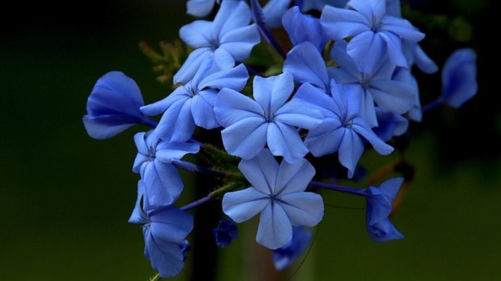 केप प्लंबैगो को नियमित रूप से साल में दो बार सर्दियों के अंत में या वसंत की शुरुआत में इसकी छटाई जरूर करें, ताकि यह अच्छी तरह से फैले और ज्यादा फूल दे सकें. पुराने फूलों को हटाते रहें (डेडहेडिंग) बेल के रूप में उगाते समय इसे सहारा देना जरूरी होता है. केप प्लंबैगो को नियमित रूप से साल में दो बार सर्दियों के अंत में या वसंत की शुरुआत में इसकी छटाई जरूर करें, ताकि यह अच्छी तरह से फैले और ज्यादा फूल दे सकें. पुराने फूलों को हटाते रहें (डेडहेडिंग) बेल के रूप में उगाते समय इसे सहारा देना जरूरी होता है.
