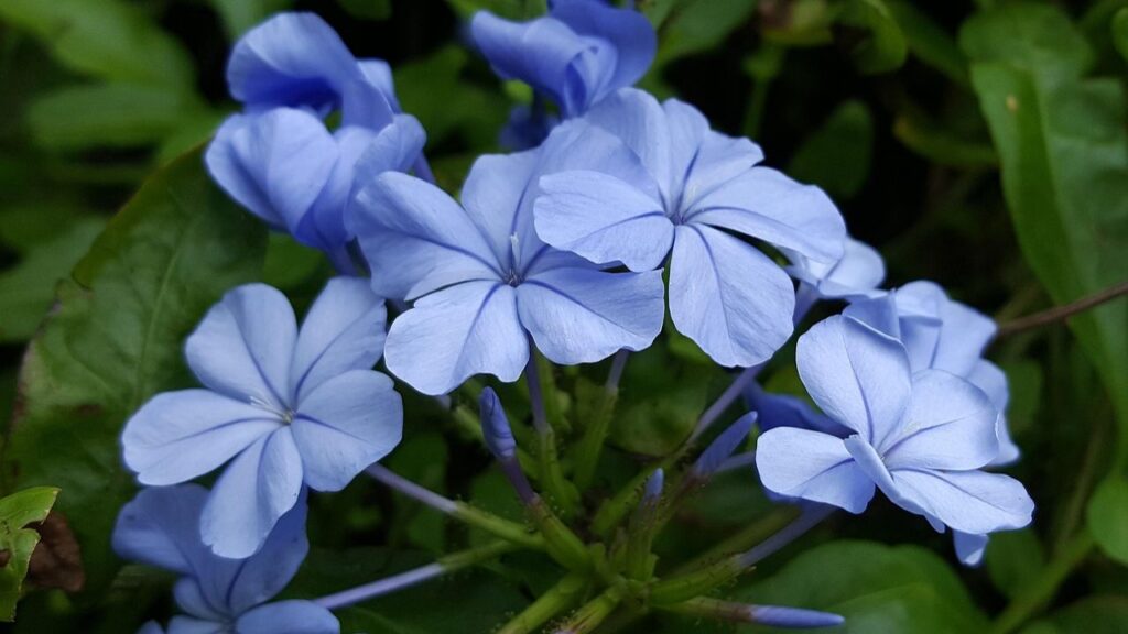 इस पौधे को कटिंग या बीज से भी उगाया जा सकता है. कटिंग से पौधे जल्दी तैयार हो जाते हैं, जबकि बीज से फूल आने में दो साल तक लग सकते हैं. आप इसे स्टेम कटिंग से आसानी से उगा सकते हैं. 4-6 इंच की हरी डंडी काटकर, उसके निचले हिस्से को मिट्टी में लगाएं. इस पौधे को कटिंग या बीज से भी उगाया जा सकता है. कटिंग से पौधे जल्दी तैयार हो जाते हैं, जबकि बीज से फूल आने में दो साल तक लग सकते हैं. आप इसे स्टेम कटिंग से आसानी से उगा सकते हैं. 4-6 इंच की हरी डंडी काटकर, उसके निचले हिस्से को मिट्टी में लगाएं.