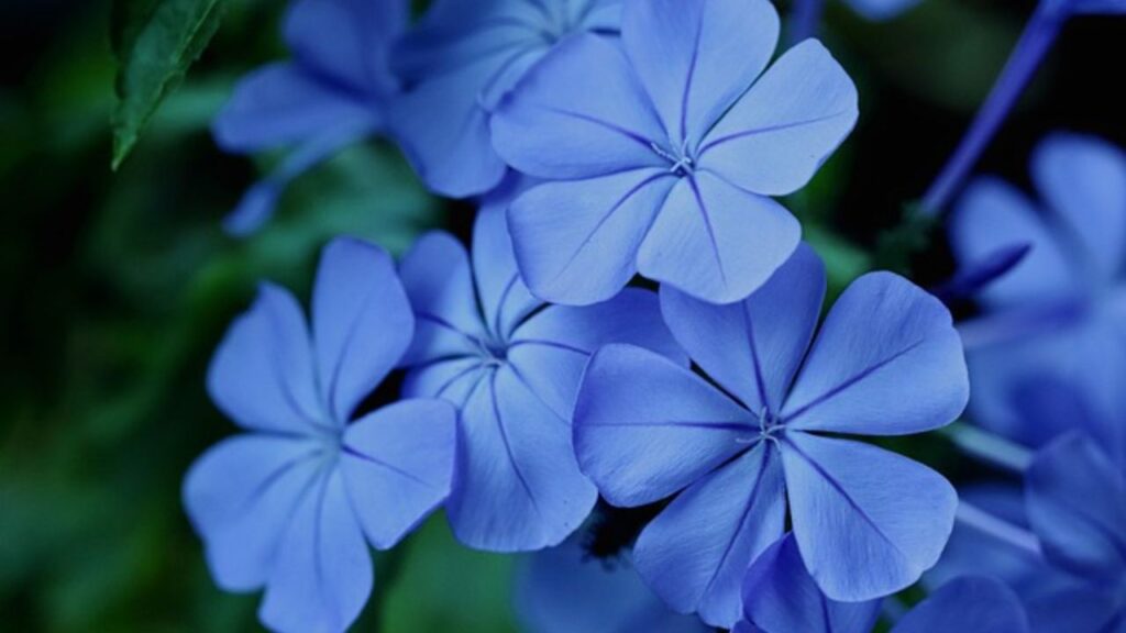 यह फूल गुच्छों में आते हैं, जो 1 से 3 इंच तक बड़े हो सकते हैं. फूल हल्की खुशबू वाले होते हैं और रंग नीला, सफेद या गुलाबी हो सकता है. ‘इंपीरियल ब्लू’ और ‘अल्बा’ जैसी किस्में खास तौर पर पसंद किए जाते है. इस पौधा में नियमित पानी देने से ज्यादा और लगातार फूल आते हैं. यह फूल गुच्छों में आते हैं, जो 1 से 3 इंच तक बड़े हो सकते हैं. फूल हल्की खुशबू वाले होते हैं और रंग नीला, सफेद या गुलाबी हो सकता है. ‘इंपीरियल ब्लू’ और ‘अल्बा’ जैसी किस्में खास तौर पर पसंद किए जाते है. इस पौधा में नियमित पानी देने से ज्यादा और लगातार फूल आते हैं.