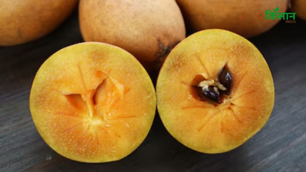 चीकू स्वाद में जितना मीठा होता है, उतना ही शरीर को तुरंत एनर्जी देने में भी मददगार होता है. इसमें फाइबर, विटामिन A और एंटीऑक्सीडेंट्स जैसे पोषक तत्व होते हैं, जो पाचन सुधारने से लेकर इम्यूनिटी बढ़ाने तक में सहायक हैं.