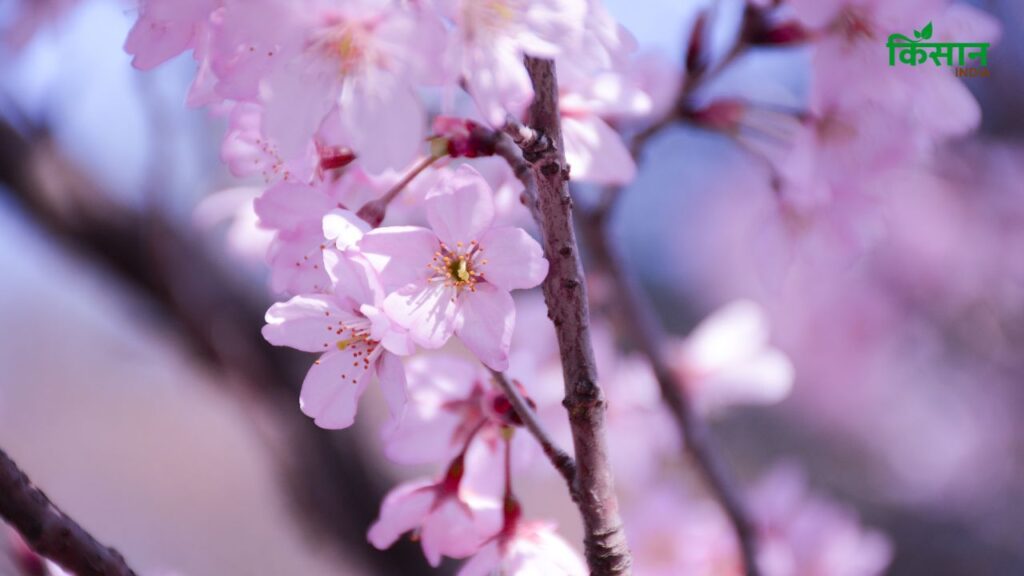 आपको अपने क्षेत्र की जलवायु के लिए उपयुक्त चेरी की किस्म चुननी चाहिए. जैसे की उत्तर भारत में आप आपको अपने क्षेत्र की जलवायु के लिए उपयुक्त चेरी की किस्म चुननी चाहिए. जैसे की उत्तर भारत में आप