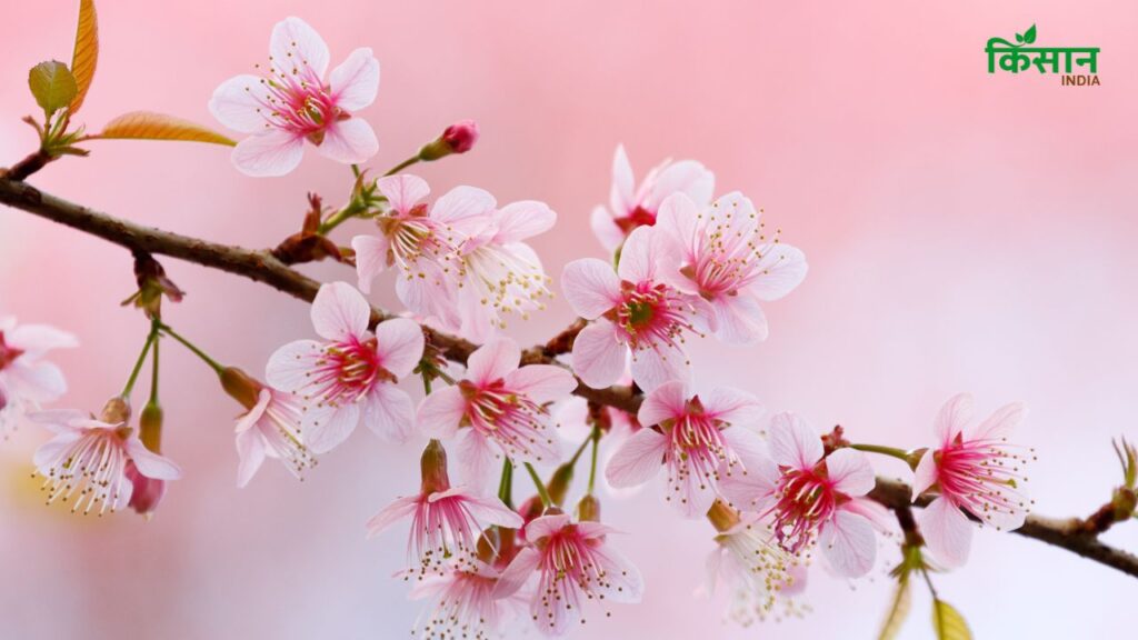 फूलदार चेरी को ऐसी मिट्टी चाहिए जो न तो ज्यादा सूखी हो और न ही पानी में डूबी हो. थोड़ी जैविक खाद मिलाकर मिट्टी को बेहतर बनाया जा सकता है. खास बात ये है कि यह पेड़ ज्यादातर तरह की मिट्टी में उग सकता है, जैसे चाक मिट्टी या क्षारीय मिट्टी. फूलदार चेरी को ऐसी मिट्टी चाहिए जो न तो ज्यादा सूखी हो और न ही पानी में डूबी हो. थोड़ी जैविक खाद मिलाकर मिट्टी को बेहतर बनाया जा सकता है. खास बात ये है कि यह पेड़ ज्यादातर तरह की मिट्टी में उग सकता है, जैसे चाक मिट्टी या क्षारीय मिट्टी.