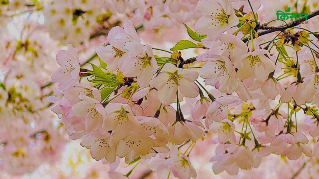 इन पेड़ों को खुली और धूपदार जगह बेहद पसंद है. लेकिन तेज हवा में इसके फूल जल्दी झड़ सकते हैं. इसलिए ऐसी जगह चुनें जहां सूरज की रोशनी अच्छी हो लेकिन हवा ज्यादा तेज न हो. इन पेड़ों को खुली और धूपदार जगह बेहद पसंद है. लेकिन तेज हवा में इसके फूल जल्दी झड़ सकते हैं. इसलिए ऐसी जगह चुनें जहां सूरज की रोशनी अच्छी हो लेकिन हवा ज्यादा तेज न हो.