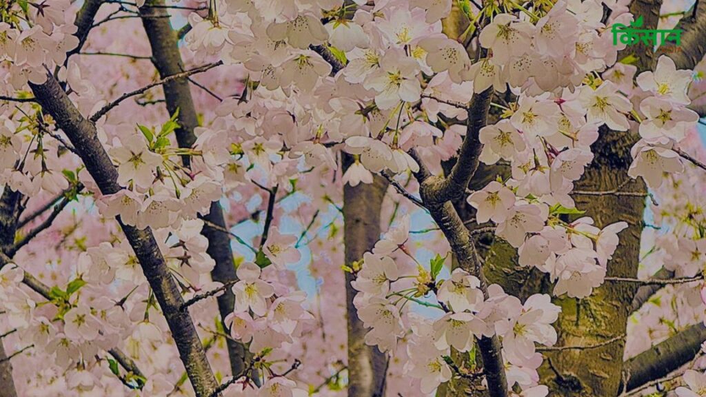 अगर आप पेड़ नंगे जड़ वाला ले रहे हैं तो नवंबर से मार्च के बीच लगाएं. गड्ढा करीब 60x60 सेमी और 30 सेमी गहरा होना चाहिए. नीचे खाद डालें, पेड़ की जड़ें समतल रखें और फिर मिट्टी भरकर मजबूती से टाई कर दें. पानी जरूर दें और खाद/मल्च लगाएं. अगर आप पेड़ नंगे जड़ वाला ले रहे हैं तो नवंबर से मार्च के बीच लगाएं. गड्ढा करीब 60x60 सेमी और 30 सेमी गहरा होना चाहिए. नीचे खाद डालें, पेड़ की जड़ें समतल रखें और फिर मिट्टी भरकर मजबूती से टाई कर दें. पानी जरूर दें और खाद/मल्च लगाएं.