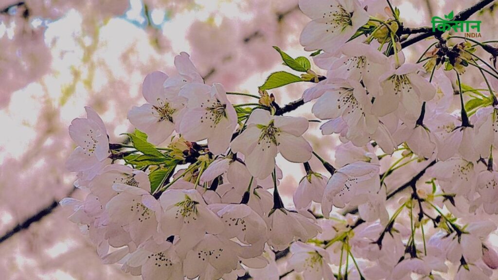 जब पेड़ अच्छे से जम जाए तो ज्यादा मेहनत नहीं लगती. गर्मियों में अगर ज्यादा सूखा हो तो थोड़ा पानी दें और वसंत में एक बार खाद दे दें. छंटाई सिर्फ जरूरत पड़ने पर ही करें और वो भी मई से अगस्त के बीच, ताकि कोई बीमारी न लगे. जब पेड़ अच्छे से जम जाए तो ज्यादा मेहनत नहीं लगती. गर्मियों में अगर ज्यादा सूखा हो तो थोड़ा पानी दें और वसंत में एक बार खाद दे दें. छंटाई सिर्फ जरूरत पड़ने पर ही करें और वो भी मई से अगस्त के बीच, ताकि कोई बीमारी न लगे.