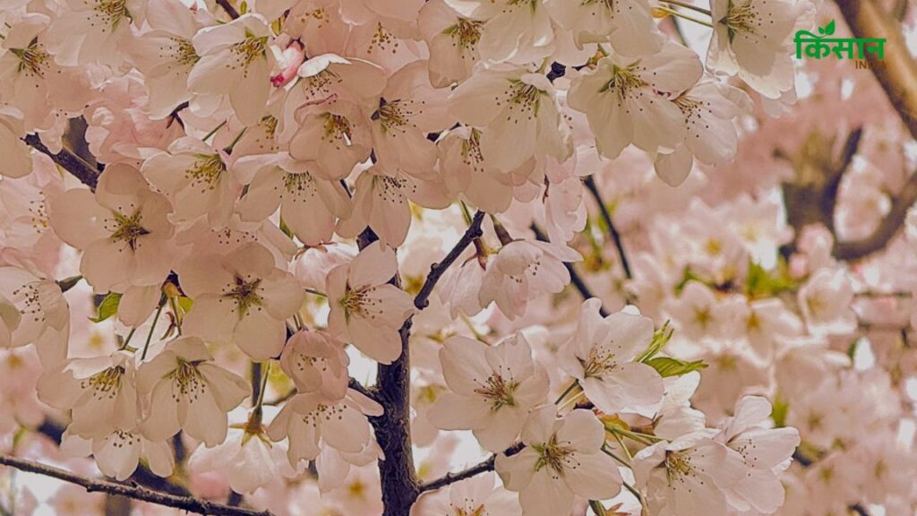 साथ ही आपको बता दें कि, चेरी ब्लॉसम या चेरी के फूलों के अनेक फायदे हैं. चेरी ब्लॉसम त्वचा को चमकदार बनाने और हाइपरपिग्मेंटेशन को कम करने में मदद करता है. साथ ही आपको बता दें कि, चेरी ब्लॉसम या चेरी के फूलों के अनेक फायदे हैं. चेरी ब्लॉसम त्वचा को चमकदार बनाने और हाइपरपिग्मेंटेशन को कम करने में मदद करता है.