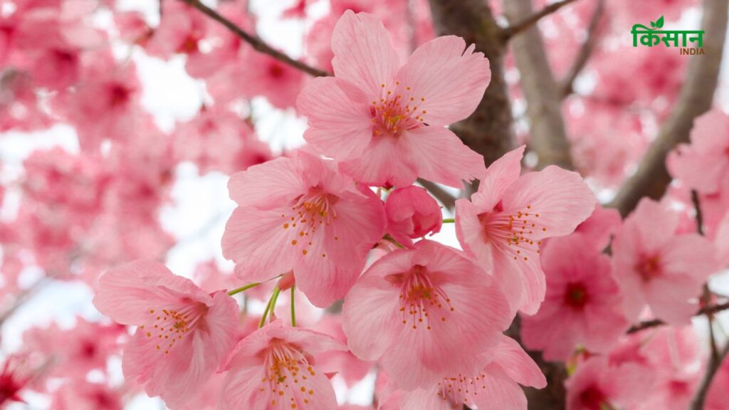 चेरी ब्लॉसम का पेड़ अलग-अलग आकार में आता है. कुछ सीधे खड़े होते हैं, कुछ फैले हुए होते हैं और कुछ की शाखाएं नीचे की ओर झुकती हैं जैसे झरना. छोटे बगीचों से लेकर बड़े मैदानों तक, हर जगह के लिए इसकी एक उपयुक्त किस्म मौजूद है. चेरी ब्लॉसम का पेड़ अलग-अलग आकार में आता है. कुछ सीधे खड़े होते हैं, कुछ फैले हुए होते हैं और कुछ की शाखाएं नीचे की ओर झुकती हैं जैसे झरना. छोटे बगीचों से लेकर बड़े मैदानों तक, हर जगह के लिए इसकी एक उपयुक्त किस्म मौजूद है.