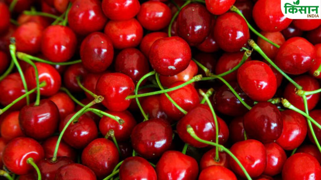 Rising Temperatures Threaten Cherry Supply, Prices Soar Globally
