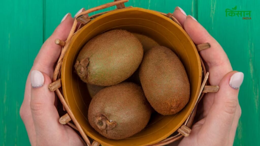 प्राकृतिक रूप से पके चीकू के छिलके पर हल्के दाग-धब्बे हो सकते हैं और इनका रंग थोड़ा फीका होता है. वहीं केमिकल से पके चीकू अधिक चमकदार, एकसमान रंग के और देखने में अधिक आकर्षक लगते हैं.