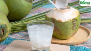 क्यों पोषक तत्वों का खजाना है नारियल पानी? इसे पीने के फायदे जानिए