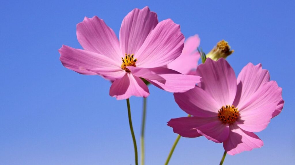 इस पौधे को दिन में कम से कम 6 घंटे की सीधी धूप की जरूरत होती है. मिट्टी ज्यादा भारी न हो, और पानी आसानी से निकल सके. अगर आपकी मिट्टी बहुत रेतीली है, तो उसमें खाद या कंपोस्ट मिलाकर सुधारें.