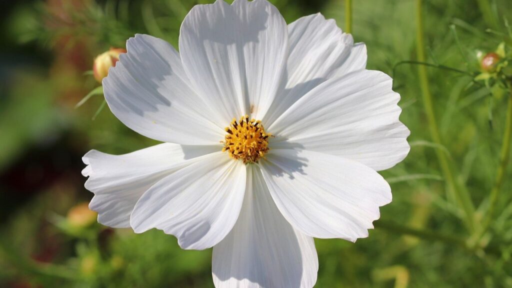 जब पौधा 12 इंच का हो जाए, तब आप कुछ पत्तियों की छंटाईं कर सकते हैं. कॉसमॉस के फूलों को फूलदान में सजाने के लिए सिंगल किस्म के फूलतो तब तोड़े रंग दिखाने लगें और डबल किस्म के फूल तब जब वे आधे खिले हों.