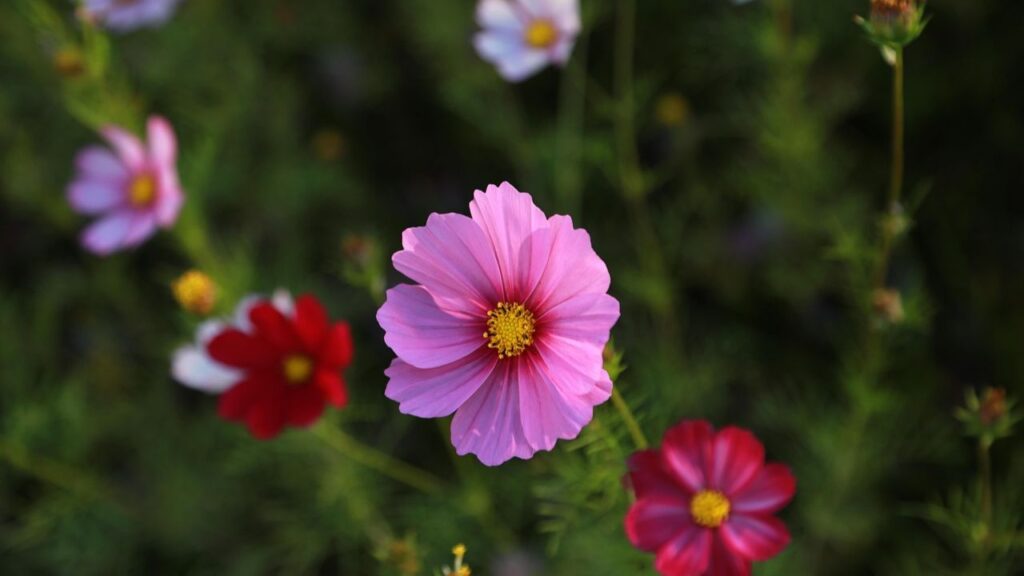 कॉसमॉस की कई किस्में बाजार में मिलती हैं. कॉस्मोस बिपिन्नाटस में गुलाबी, सफेद और बैंगनी रंग के फूल होते हैं, जबकि कॉस्मोस सल्फरियस में पीले और नारंगी रंग और चॉकलेट कॉस्मोस खासतौर पर अपने चॉकलेटी रंग और हल्की खुशबू के लिए मशहूर हैं.