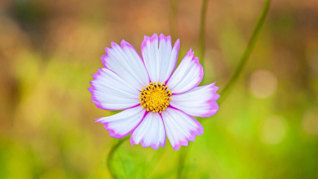 बीज को हल्के से मिट्टी में 1/8 इंच तक दबाएं, ऊपर से हल्की मिट्टी और वर्मीक्यूलाइट डालें, और फिर धीरे से पानी दें. अंकुर निकलने के बाद पौधों को 12 से 24 इंच की दूरी पर रखें ताकि उन्हें फैलने की जगह मिल सके.