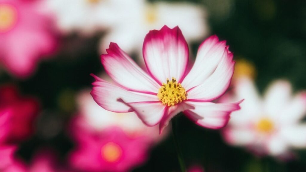 कॉसमॉस के बीज तब बोएं जब सर्दी पूरी तरह चली जाए और मिट्टी हल्की गर्म हो जाए. उत्तर भारत में ये समय मार्च के अंत या अप्रैल की शुरुआत में होता है. इसे आप सीधे जमीन में या फिर पहले बीज ट्रे में बोकर पौधा तैयार कर सकते हैं. 