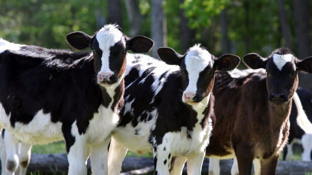 अगर संभव हो तो गौशाला में पंखे या कूलर लगाएं. इससे अंदर का तापमान बैलेंस रहता है और मवेशियों को हीट स्ट्रोक या लू जैसी खतरनाक स्थिति से बचाया जा सकता है. अगर संभव हो तो गौशाला में पंखे या कूलर लगाएं. इससे अंदर का तापमान बैलेंस रहता है और मवेशियों को हीट स्ट्रोक या लू जैसी खतरनाक स्थिति से बचाया जा सकता है.