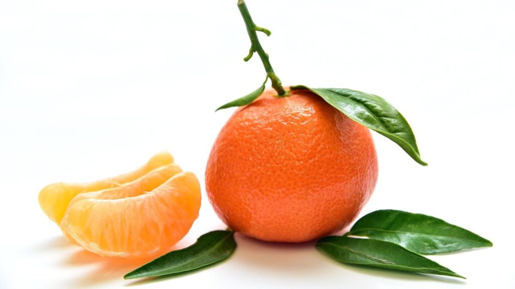 संतरे की खेती के लिए दोमट मिट्टी और गर्म-शुष्क जलवायु के साथ- साथ अच्छी जल निकासी जरूरी है. एक हेक्टेयर में करीबन 150 से 200 पौधे लगाये जा सकते हैं, जिन्हें 6×6 मीटर की दूरी पर लगाना होता है. संतरे की खेती के लिए दोमट मिट्टी और गर्म-शुष्क जलवायु के साथ- साथ अच्छी जल निकासी जरूरी है. एक हेक्टेयर में करीबन 150 से 200 पौधे लगाये जा सकते हैं, जिन्हें 6×6 मीटर की दूरी पर लगाना होता है.