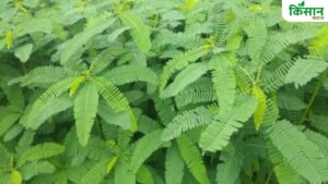 ढैंचा, दाल, ग्वार की खेती करने पर मिलेंगे प्रति एकड़ 1000 रुपये, किसान करें रजिस्ट्रेशन.. 15 अप्रैल तक है समय ढैंचा, दाल, ग्वार की खेती करने पर मिलेंगे प्रति एकड़ 1000 रुपये, किसान करें रजिस्ट्रेशन.. 15 अप्रैल तक है समय