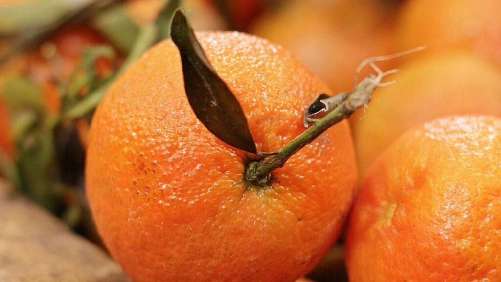 संतरे का पेड़ तीन साल में फल देना शुरू करते हैं. अगर जैविक खाद, सही सिंचाई और कीट नियंत्रण से बचा लिया जाए तो एक पेड़ से हर साल 300 से 500 संतरे तक की पैदावार ली जा सकती है. खास बात यह है कि यह पेड़ कई साल तक मुनाफा देता है. संतरे का पेड़ तीन साल में फल देना शुरू करते हैं. अगर जैविक खाद, सही सिंचाई और कीट नियंत्रण से बचा लिया जाए तो एक पेड़ से हर साल 300 से 500 संतरे तक की पैदावार ली जा सकती है. खास बात यह है कि यह पेड़ कई साल तक मुनाफा देता है.