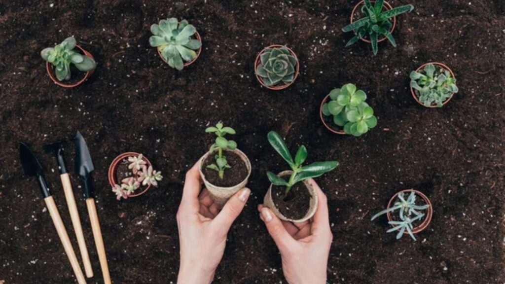 समय-समय पर नीम की पत्तियों को पानी में भिगोकर छिड़काव करें ताकि पौधे को कीटों और रोगों से बचाव मिलता रहें. बता दें कि प्रो ट्रे प्लास्टिक से बनी ट्रे होती हैं जिनमें छोटे-छोटे मोल्ड जैसे चैंबर होते हैं. इन चैंबर में बीज डाले जाते हैं और ट्रे को नियंत्रित वातावरण में रखकर पौधे उगाए जाते हैं. समय-समय पर नीम की पत्तियों को पानी में भिगोकर छिड़काव करें ताकि पौधे को कीटों और रोगों से बचाव मिलता रहें. बता दें कि प्रो ट्रे प्लास्टिक से बनी ट्रे होती हैं जिनमें छोटे-छोटे मोल्ड जैसे चैंबर होते हैं. इन चैंबर में बीज डाले जाते हैं और ट्रे को नियंत्रित वातावरण में रखकर पौधे उगाए जाते हैं.