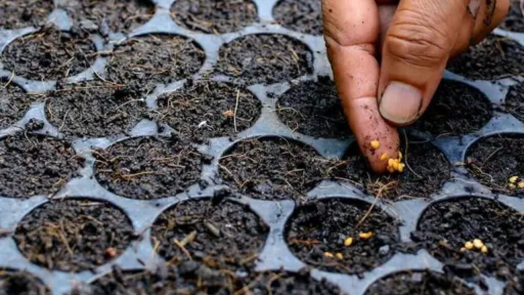 इस फार्मिंग के लिए ऐसी जगह चुनें जहां सूरज की रोशनी भरपूर आती हो. प्रो ट्रे तकनीक से घर पर ही पौध तैयार करें. इसमें वर्मीकम्पोस्ट और रेत का मिश्रण डालें, बीज बोएं और हल्की सिंचाई करें. वहीं गार्डन के लिए क्यारी को गहराई से जोतकर गोबर की खाद डालें. इस फार्मिंग के लिए ऐसी जगह चुनें जहां सूरज की रोशनी भरपूर आती हो. प्रो ट्रे तकनीक से घर पर ही पौध तैयार करें. इसमें वर्मीकम्पोस्ट और रेत का मिश्रण डालें, बीज बोएं और हल्की सिंचाई करें. वहीं गार्डन के लिए क्यारी को गहराई से जोतकर गोबर की खाद डालें.