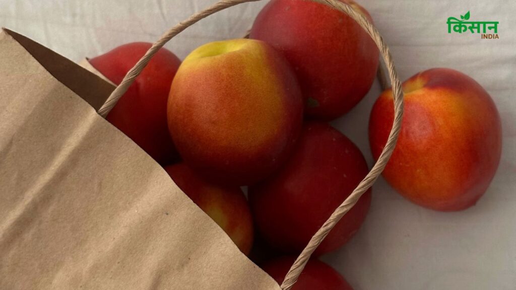 सेब, केला और आम जैसे फल एथिलीन नामक गैस छोड़ते हैं, जो पकने के प्रोसेस को तेज करता है जिससे फल जल्दी सड़ने लगते हैं. कागज में लपेटने से यह गैस सीमित दायरे में बनी रहती है और फल धीरे-धीरे पकते हैं, जिससे उनकी शेल्फ लाइफ बढ़ जाती है.