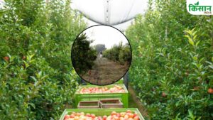 महाराष्ट्र में बढ़ा बागवानी का रकबा, खाड़ी देशों में केला निर्यात से किसानों की बंपर कमाई