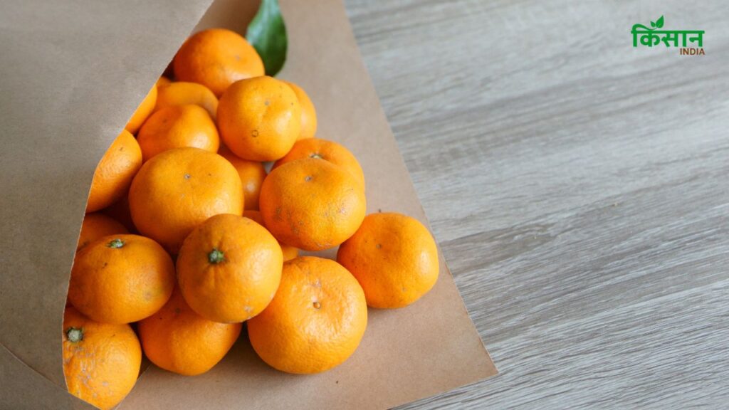 खेतों से फल अक्सर अधपके तोड़े जाते हैं ताकि वे बाजार तक पहुंचते-पहुंचते सही तरीके से पक जाएं. कागज में लपेटने से फल अंधेरे में रहते हैं, जिससे वे तेजी से और संतुलित रूप से पकते हैं.