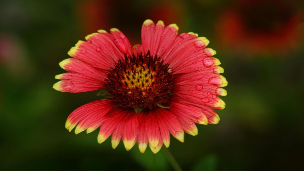 गैलार्डिया की सबसे अच्छी बात यह है कि यह कम देखभाल में भी अच्छी तरह खिल सकता हैं. शुरुआती कुछ हफ्तों तक मिट्टी सूखने पर पानी दें. गैलार्डिया की सबसे अच्छी बात यह है कि यह कम देखभाल में भी अच्छी तरह खिल सकता हैं. शुरुआती कुछ हफ्तों तक मिट्टी सूखने पर पानी दें.