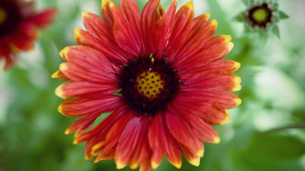 इस फूल की कुछ किस्में वार्षिक (annual) होती हैं जैसे गैलार्डिया पुल्चेला, और कुछ बहुवर्षीय (perennial) होती हैं जैसे गैलार्डिया एरिस्टाटा और गैलार्डिया x ग्रैंडिफ्लोरा. इस फूल की कुछ किस्में वार्षिक (annual) होती हैं जैसे गैलार्डिया पुल्चेला, और कुछ बहुवर्षीय (perennial) होती हैं जैसे गैलार्डिया एरिस्टाटा और गैलार्डिया x ग्रैंडिफ्लोरा.