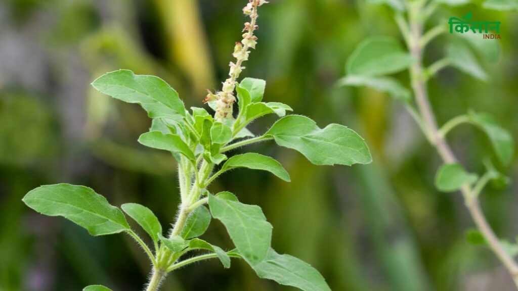 Winter Care Tips for Tulsi Plant: Keep Your Sacred Basil Green and Healthy
