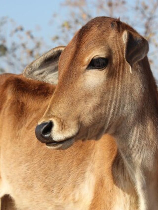 दूध की रानी है ये गाय, कम खर्च में देती है बाल्टी भर-भरकर दूध!