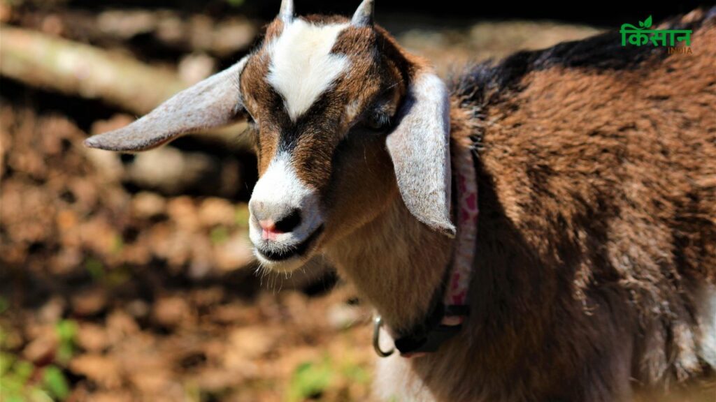 अगर आप इसे चना, मक्का, बरसीम, जौ, भूसा या नीम के पत्ते जैसी चीजें नियमित रूप से खिलाएं, तो यह बकरी न सिर्फ स्वस्थ रहती है, बल्कि इसका दूध और मांस भी उच्च गुणवत्ता वाला होता है. अगर आप इसे चना, मक्का, बरसीम, जौ, भूसा या नीम के पत्ते जैसी चीजें नियमित रूप से खिलाएं, तो यह बकरी न सिर्फ स्वस्थ रहती है, बल्कि इसका दूध और मांस भी उच्च गुणवत्ता वाला होता है.