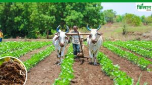 ओडिशा में सिंचाई की भारी किल्लत, किसान नहीं कर पा रहे रबी फसलों की बुवाई.. जानें सरकार की क्या है तैयारी