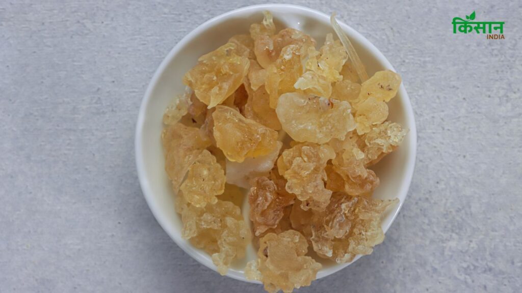 Gond Katira शरीर को अंदर से ठंडा करता है और पसीना, लू, और डीहाइड्रेशन जैसी समस्याओं से बचाता है. जबकि गोंद शरीर में गर्मी पैदा करता है, जिससे जोड़ों के दर्द, कमजोरी और ठंड से राहत मिलती है.