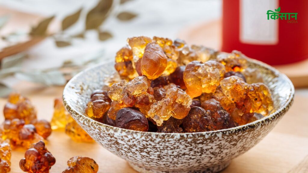 Gond Katira पूरी तरह से बेस्वाद और बिना किसी गंध का होता है, जो भिगोने पर जैली जैसा बनता है और अक्सर ड्राई फ्रूट्स या बूटी की तरह इस्तेमाल किया जाता है. गोंद में हल्का स्वाद और महक होती है और तलने पर यह कुरकुरा हो जाता है. 