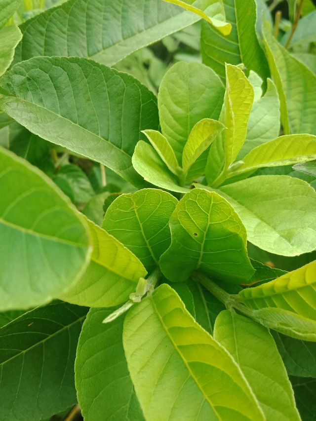 अमरूद का पेड़ देगा 10X जल्दी फल, बस अपनाएं ये टिप्स!