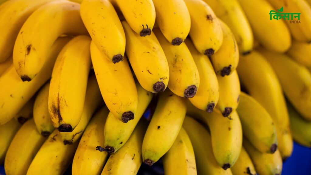 असली केला छूने पर मुलायम होता है लेकिन आकार बना रहता है. वहीं कार्बाइड वाला केला बाहर से सख्त होता है और भीतर अधपका लगता है.