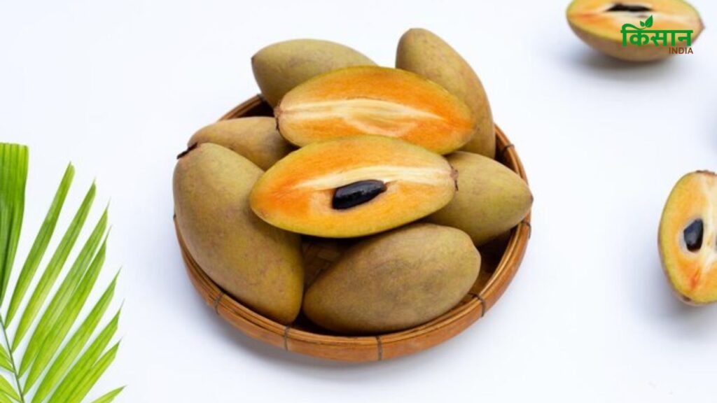 अगर चीकू में हल्की, मीठी खुशबू आ रही है तो वह प्राकृतिक रूप से पका है. लेकिन यदि चीकू में कोई गंध नहीं है या उसमें तेज, कृत्रिम या रासायनिक गंध महसूस हो, तो समझिए उसमें केमिकल्स का इस्तेमाल हुआ है.