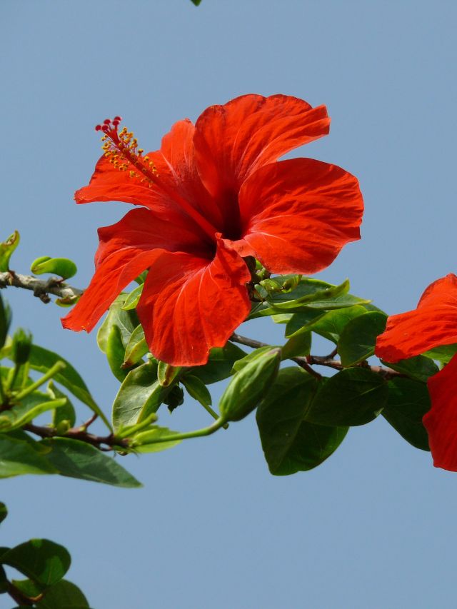 कुछ ही हफ्तों में फिर खिलेगा अड़हुल! अपनाएं ये टिप्स