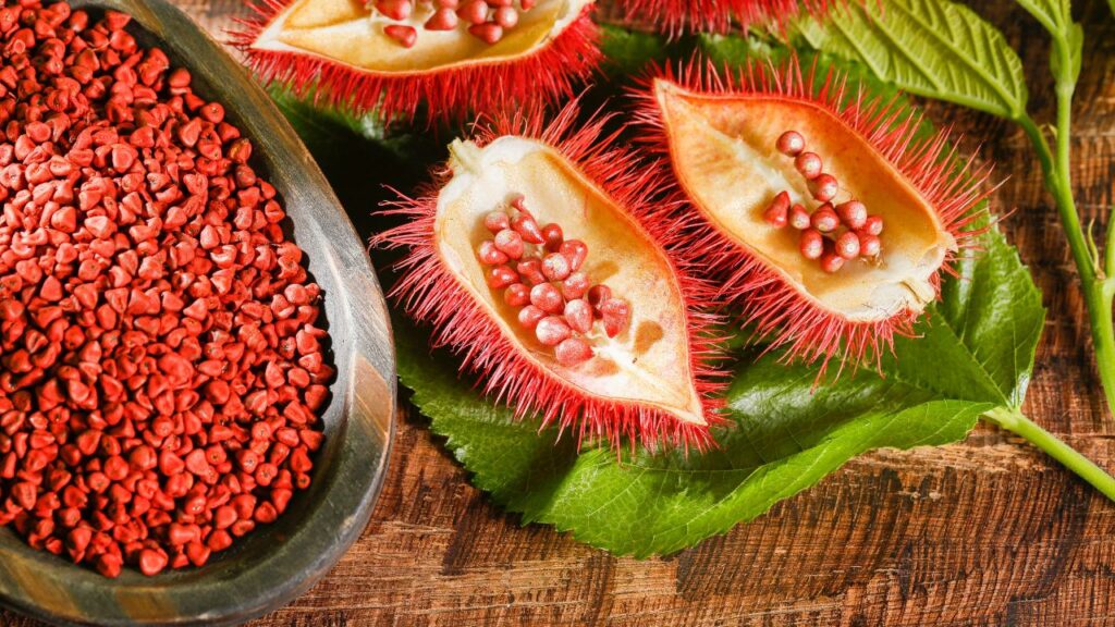 सरकार भी भारत में इस फल की खेती को बढ़ावा गे रही है. इसका उद्देश्य सिंदूर की देश में जैविक खेती को प्रोत्साहित करना है ताकि महिलाएं शुद्ध और सुरक्षित सिंदूर का इस्तेमाल कर सकें, जो केमिकल-मुक्त हो.