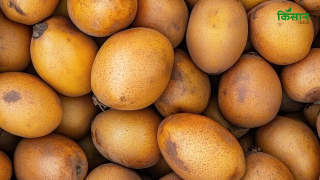 नेचुरल चीकू खाने में मीठा, रसीला और संतुलित स्वाद वाला होता है. वहीं केमिकल से पका हुआ चीकू अक्सर फीका, कसैला या कड़वा लग सकता है, जिससे इसका स्वाद खराब हो जाता है.